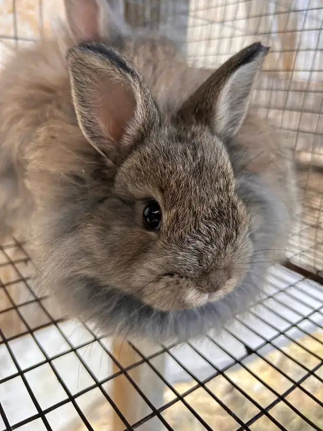 8 Week old Jersey Wooly’s