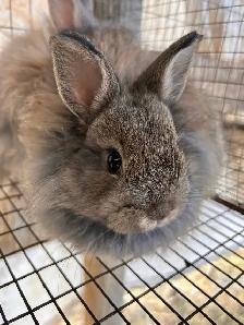 8 Week old Jersey Wooly’s