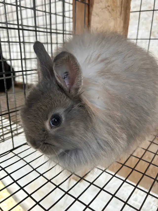 8 Week old Jersey Wooly’s - Photo 4