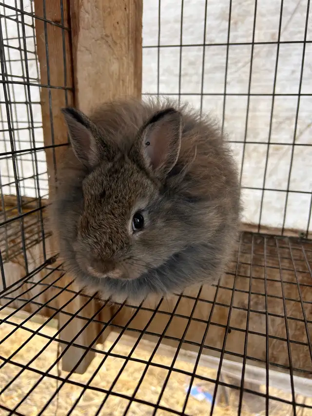 8 Week old Jersey Wooly’s - Photo 5