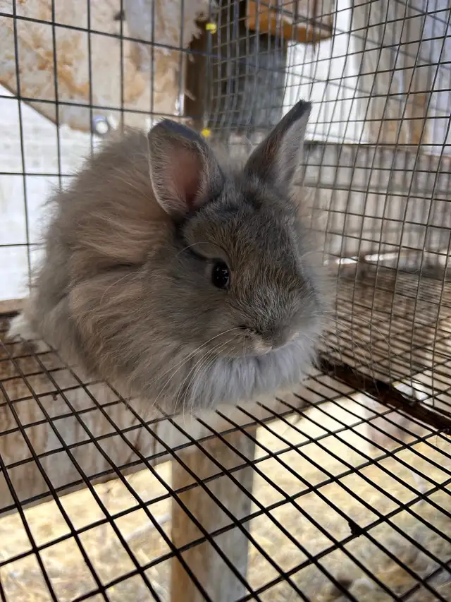 8 Week old Jersey Wooly’s - Photo 6