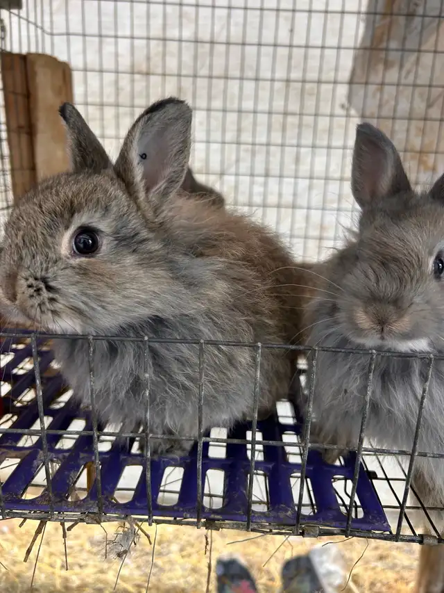 8 Week old Jersey Wooly’s - Photo 7