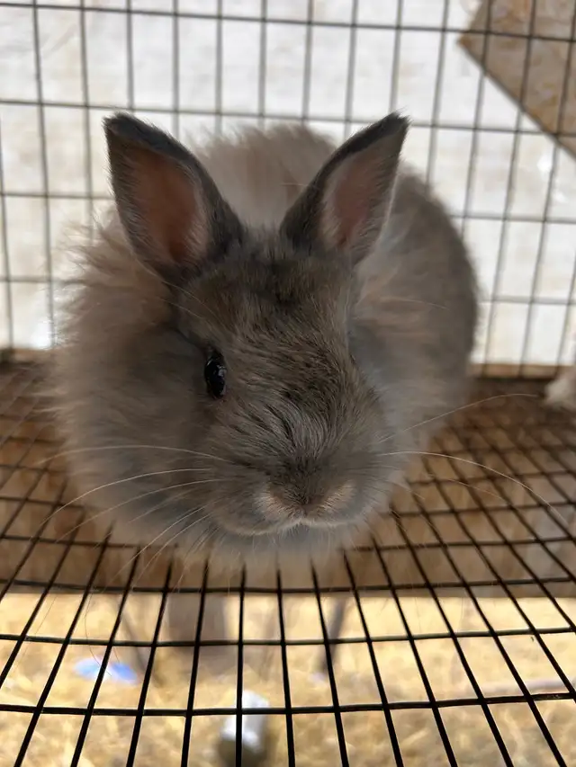 8 Week old Jersey Wooly’s - Photo 8