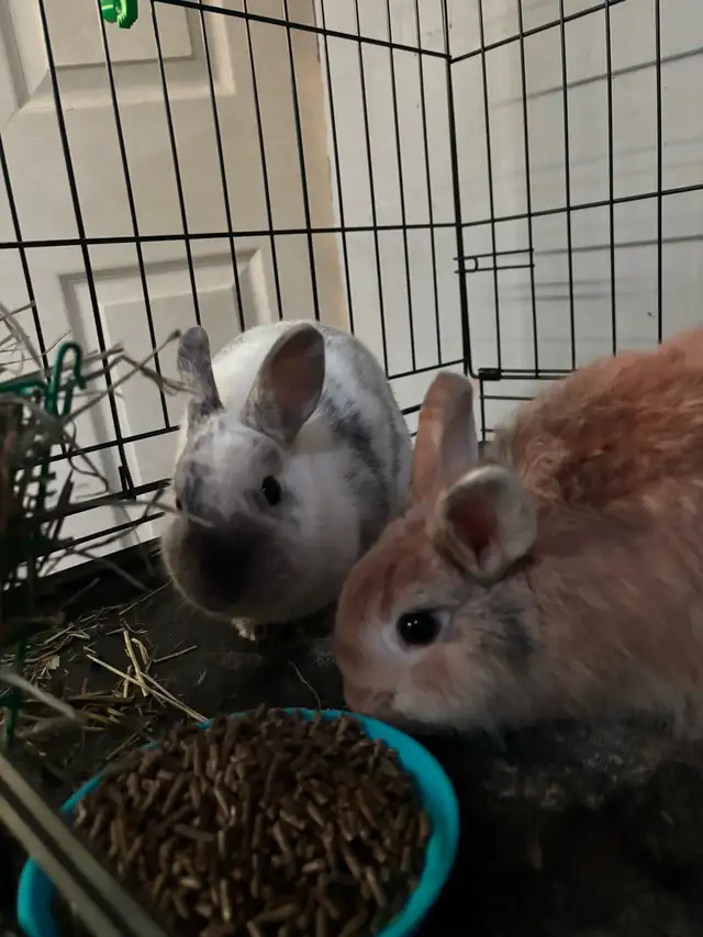 Bonded Pair of Young Dwarf Bunnies w/ Cage & Supplies