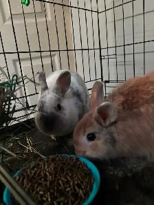 Bonded Pair of Young Dwarf Bunnies w/ Cage & Supplies