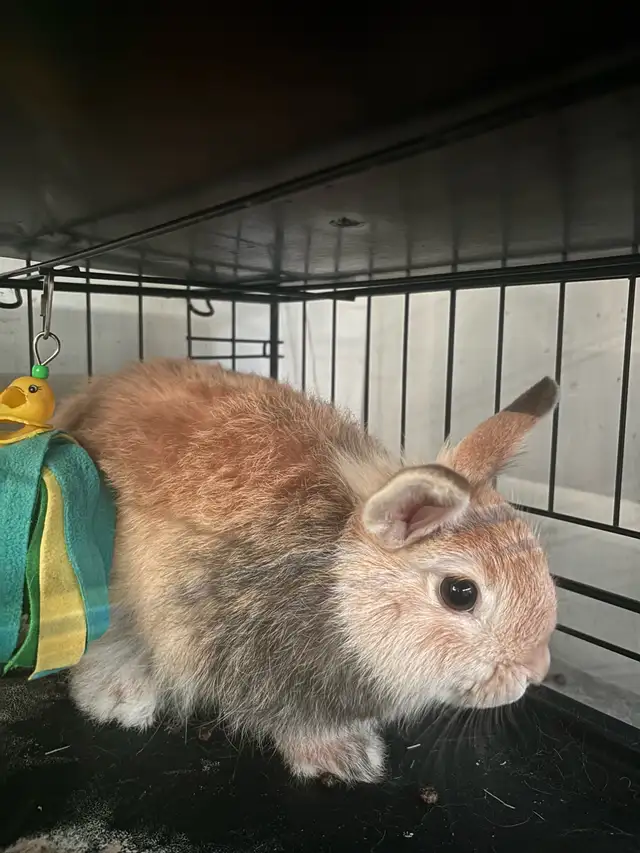 Bonded Pair of Young Dwarf Bunnies w/ Cage & Supplies - Photo 2