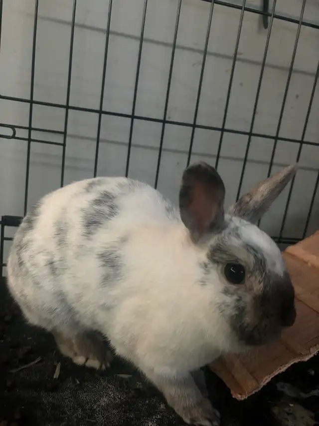 Bonded Pair of Young Dwarf Bunnies w/ Cage & Supplies - Photo 3