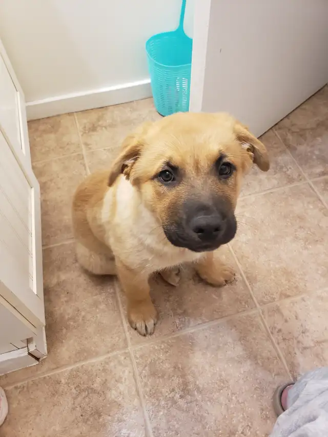 Puppy to give away to a good home