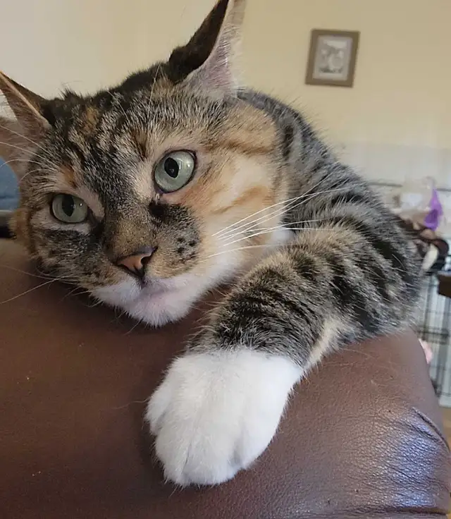 Cat for rehoming-spayed