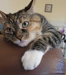 Cat for rehoming-spayed