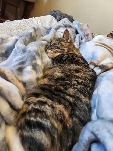 Cat for rehoming-spayed - Photo 2