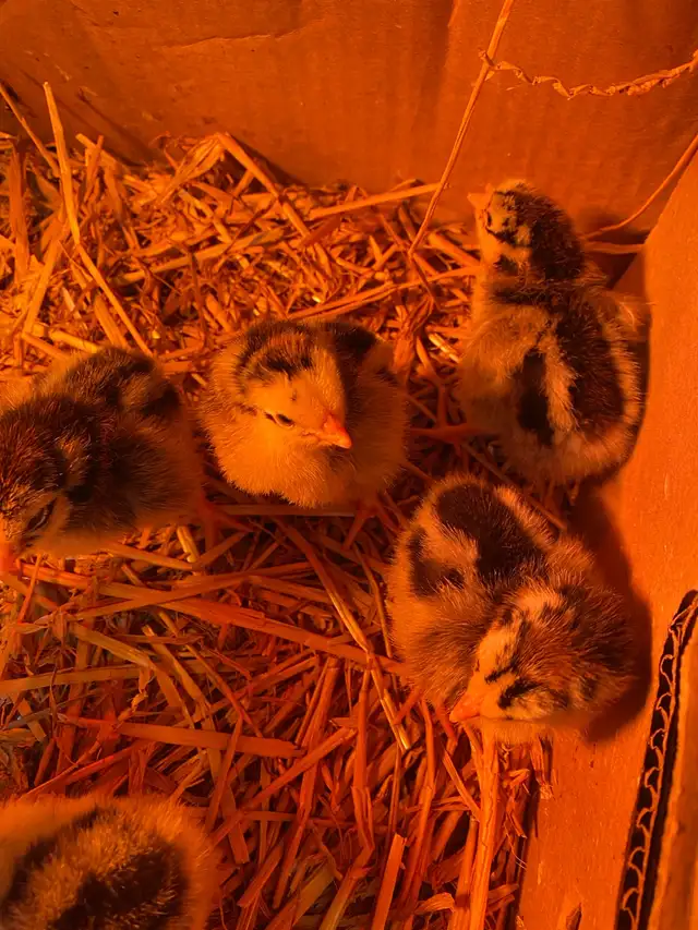 silver laced Wyandotte chicks