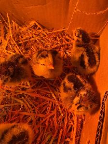 silver laced Wyandotte chicks
