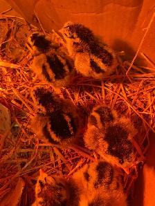 silver laced Wyandotte chicks - Photo 2