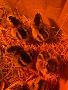 silver laced Wyandotte chicks - Photo 3