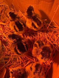 silver laced Wyandotte chicks - Photo 4