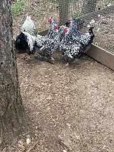 silver laced Wyandotte chicks - Photo 5