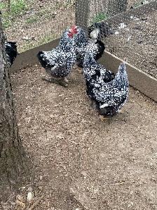 silver laced Wyandotte chicks - Photo 6