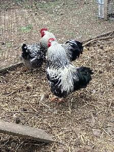 silver laced Wyandotte chicks - Photo 7