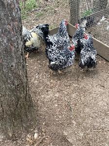 silver laced Wyandotte chicks - Photo 8