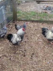 silver laced Wyandotte chicks - Photo 9