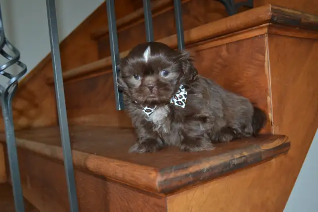 Chiots Shih-Tzu