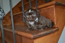 Chiots Shih-Tzu