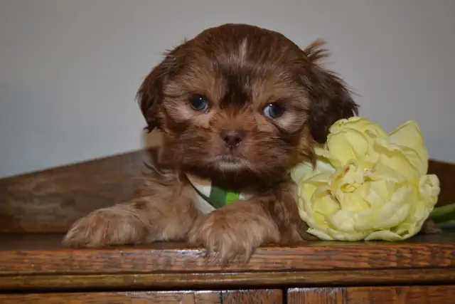 Chiots Shih-Tzu - Photo 2