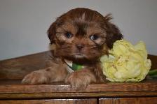Chiots Shih-Tzu - Photo 2