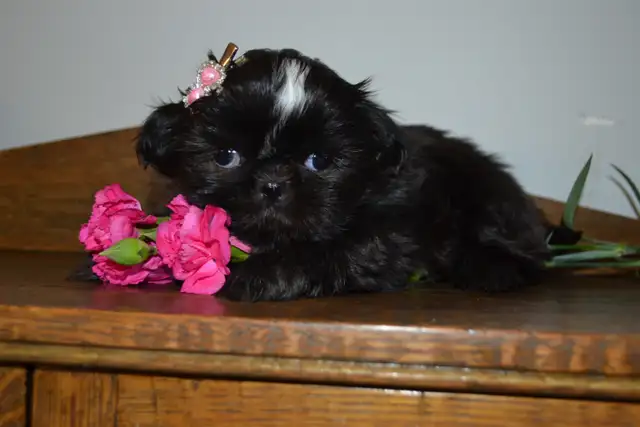 Chiots Shih-Tzu - Photo 3