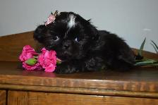 Chiots Shih-Tzu - Photo 3