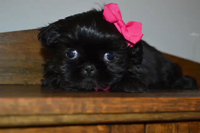 Chiots Shih-Tzu - Photo 4