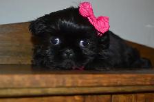 Chiots Shih-Tzu - Photo 4