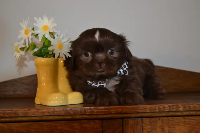Chiots Shih-Tzu - Photo 5