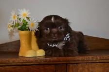 Chiots Shih-Tzu - Photo 5