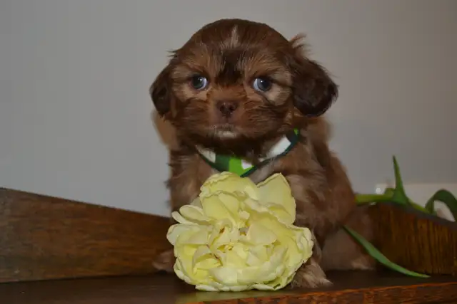 Chiots Shih-Tzu - Photo 6
