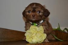 Chiots Shih-Tzu - Photo 6
