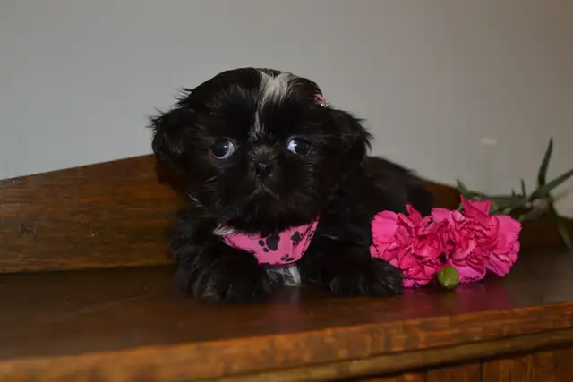 Chiots Shih-Tzu - Photo 7