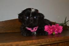 Chiots Shih-Tzu - Photo 7
