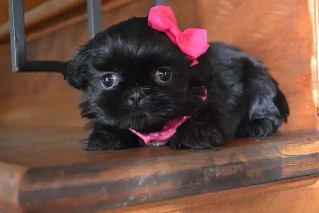 Chiots Shih-Tzu - Photo 8