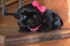 Chiots Shih-Tzu - Photo 8