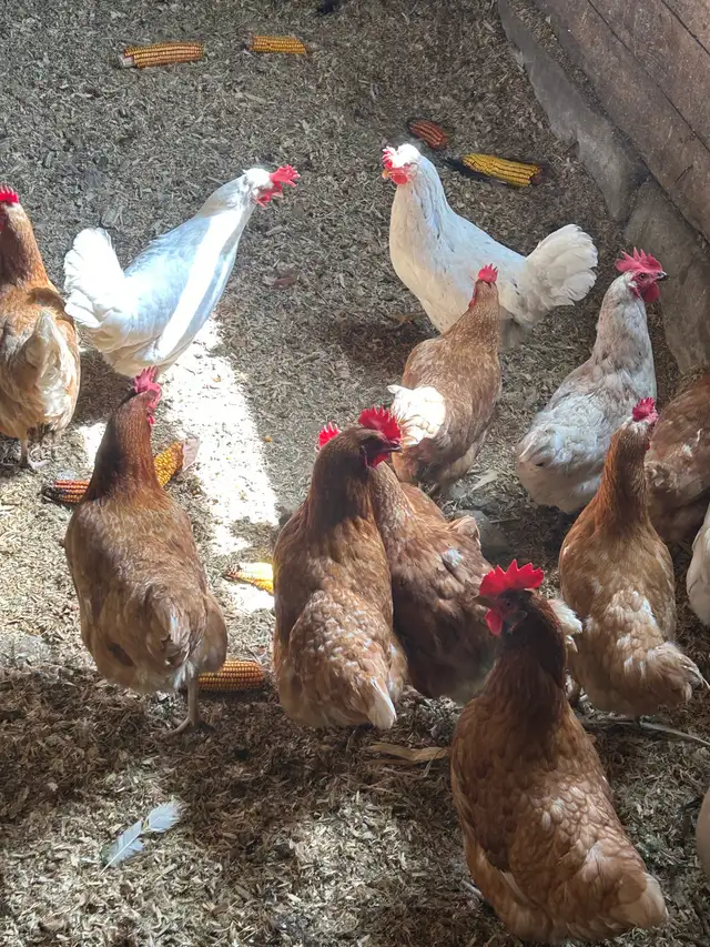 Currently Laying Hens 18 months old