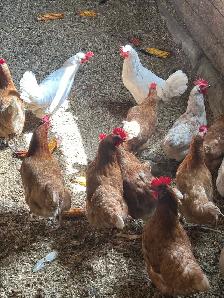 Currently Laying Hens 18 months old