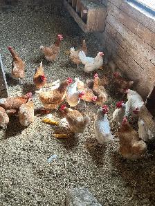 Currently Laying Hens 18 months old - Photo 2