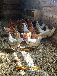 Currently Laying Hens 18 months old - Photo 3