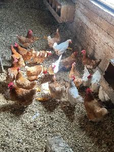 Currently Laying Hens 18 months old - Photo 4