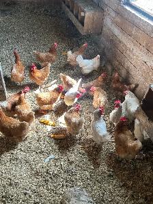 Currently Laying Hens 18 months old - Photo 5