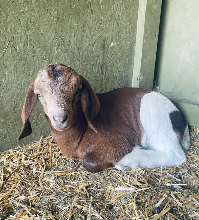 handsome Boer bottle goats!
