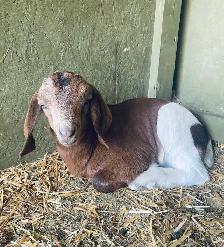 handsome Boer bottle goats!