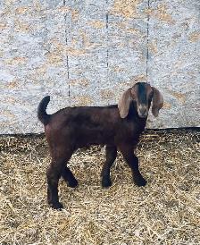handsome Boer bottle goats! - Photo 2